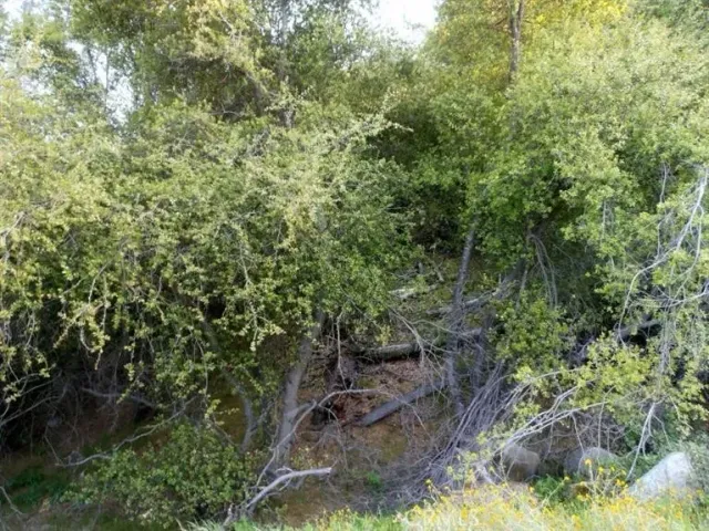 a view of a yard with a tree