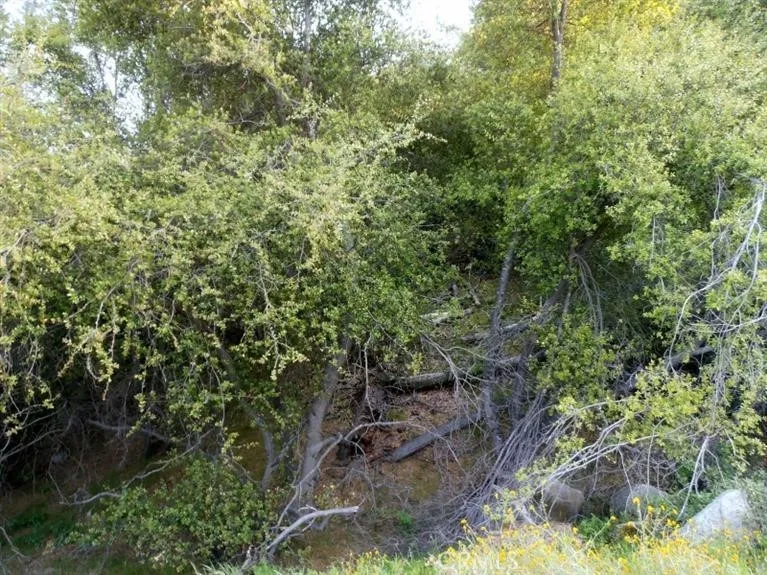 37 Lynx Prather, CA 93651 - Photo 14 of 64 a view of a garden