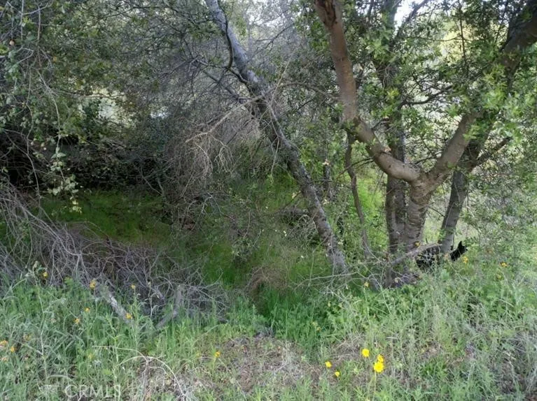 37 Lynx Prather, CA 93651 - Photo 17 of 64 a view of a lush green forest