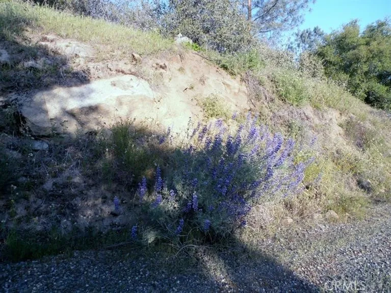 37 Lynx Prather, CA 93651 - Photo 19 of 64 a view of a yard