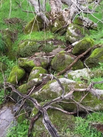 a view of a yard with trees