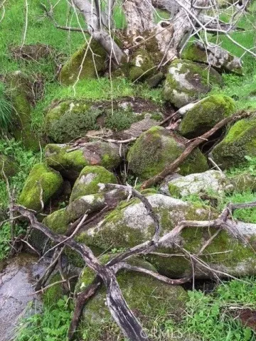 a view of a yard with trees