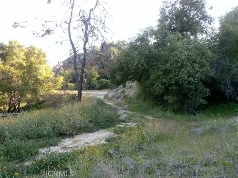 37 Lynx Prather, CA 93651 - Photo 4 of 64 a view of a forest with trees in the background