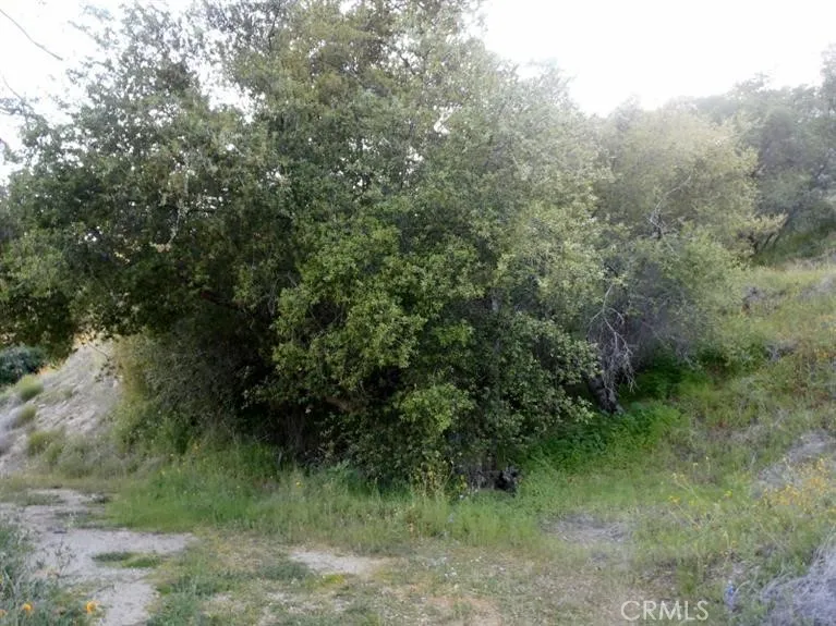 37 Lynx Prather, CA 93651 - Photo 7 of 64 a view of a forest