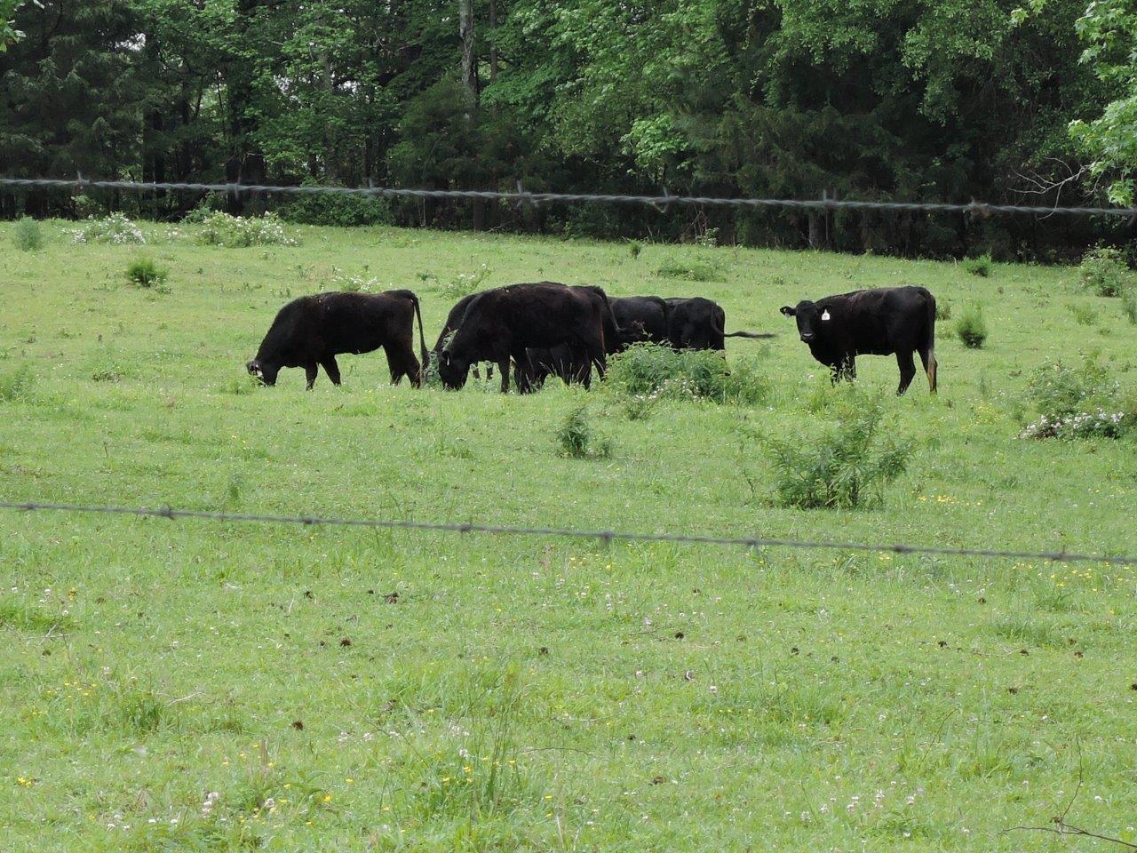 49 Wells Lee Road Flintville, TN 37335 - Photo 18 of 20 Gallery Image 18