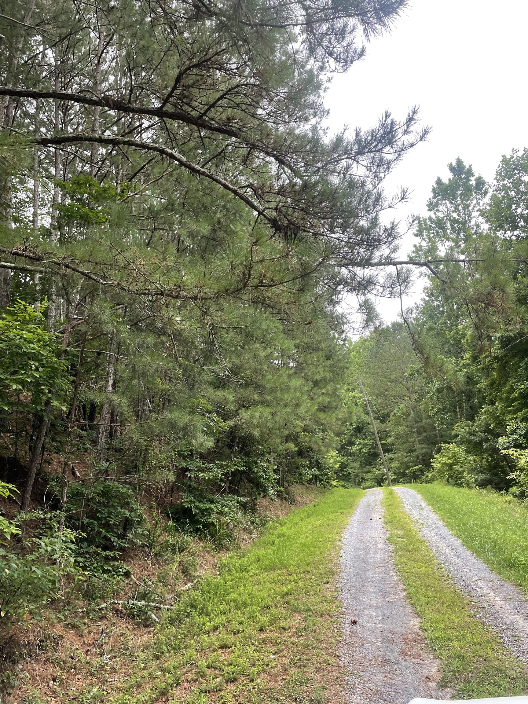 843 Albus Court Ranger, GA 30734 - Photo 3 of 32 a view of a yard with large trees