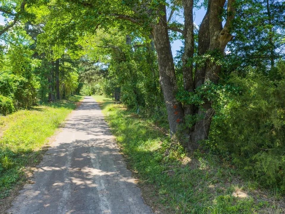 Tbd Mule Deer Road Gilmer, TX 75644 - Photo 3 of 4 a view of a yard with plants and large trees