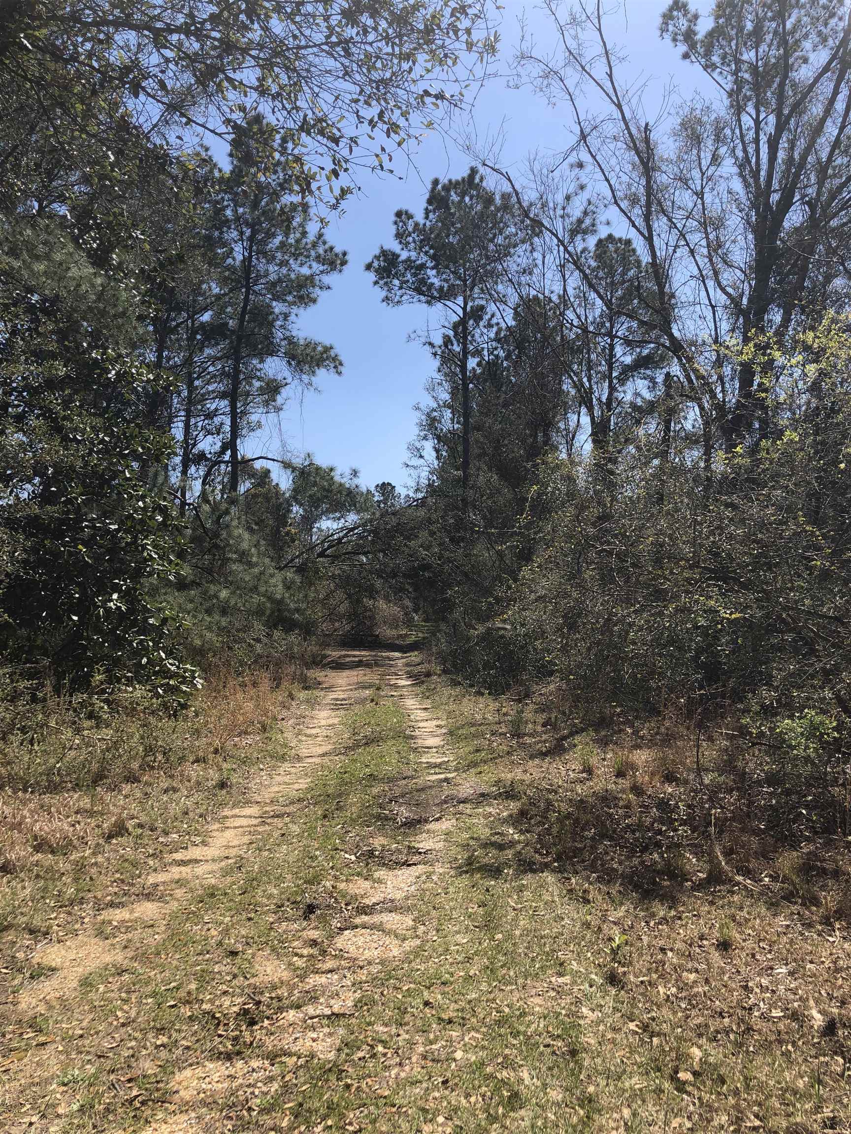 17373 Bemis Lane Elberta, AL 36530 - Photo 5 of 16