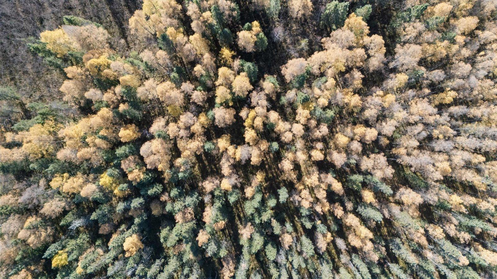 6457 Colombe Road Chisholm, MN 55719 - Photo 11 of 20