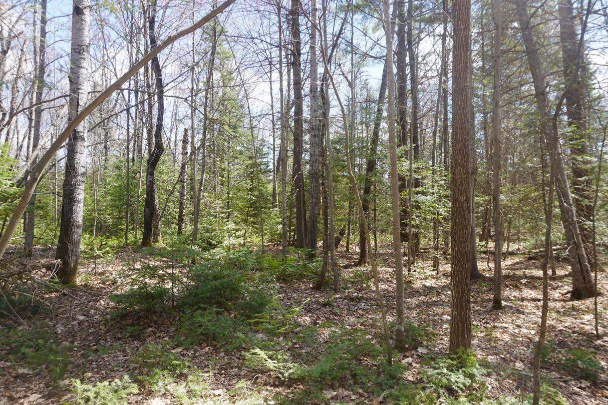Parcel C Thunder Lane Rhinelander, WI 54501 - Photo 8 of 15 Gallery Image 8