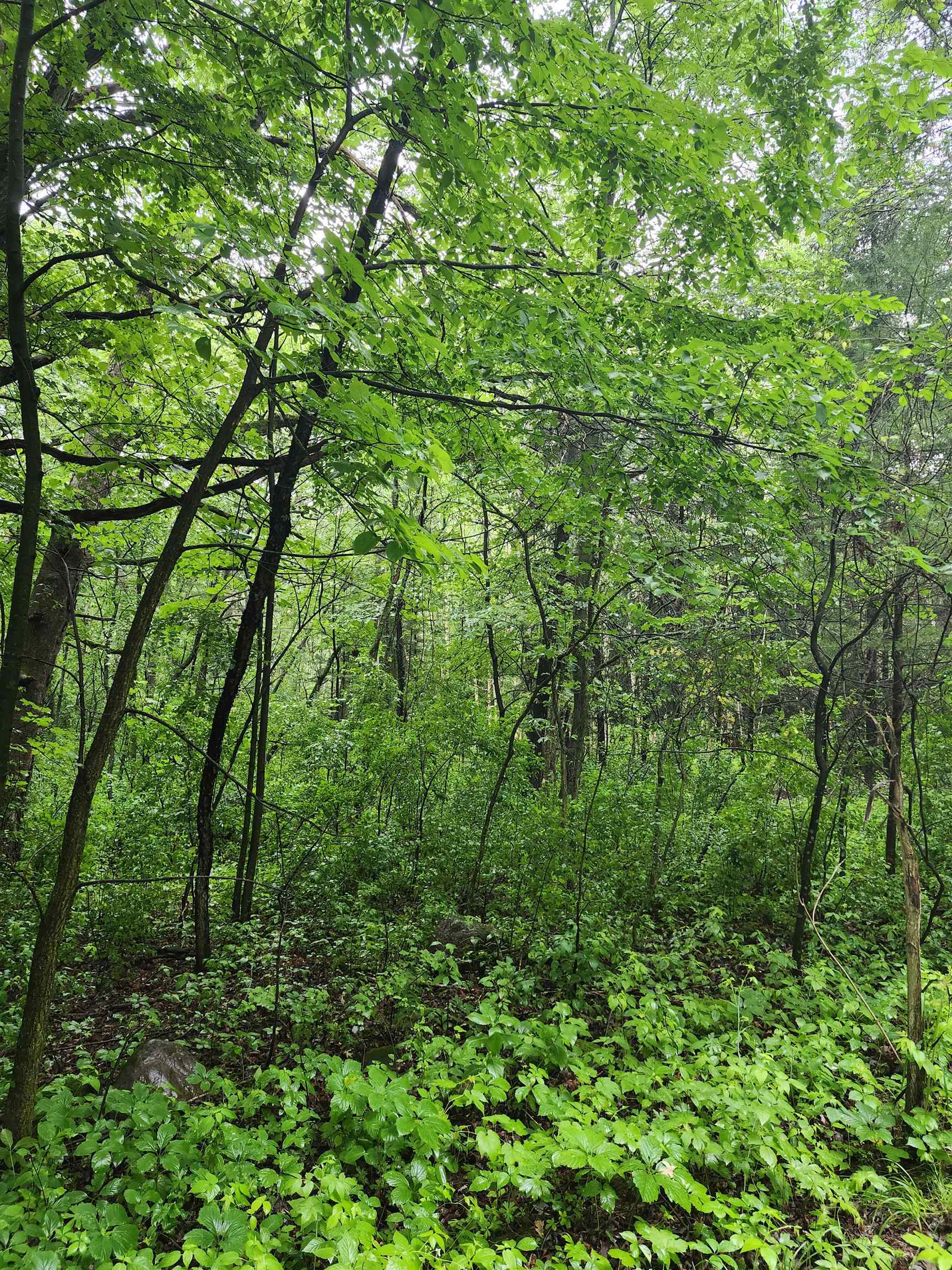 Harris Road Scandinavia, WI 54977 - Photo 1 of 1 Gallery Image 1