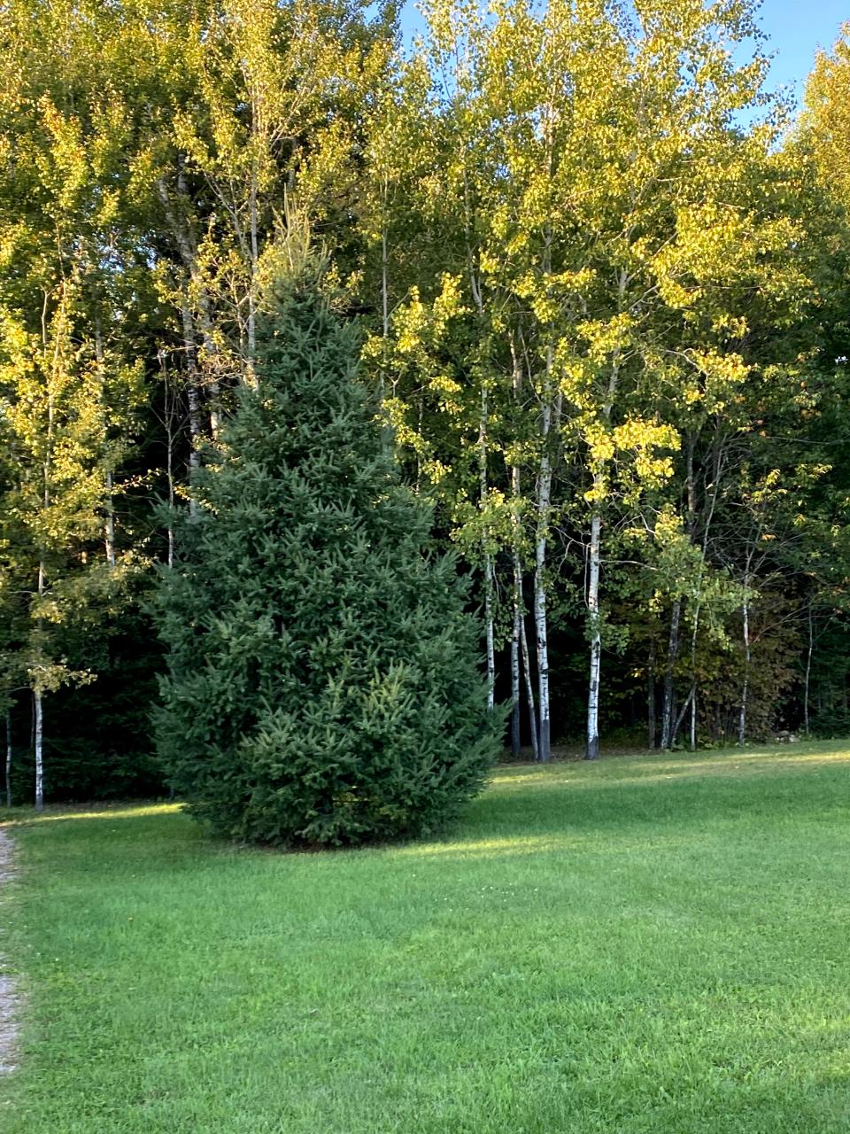3982 Rasmusson Road Rhinelander, WI 54501 - Photo 5 of 25 Gallery Image 5