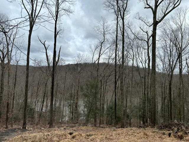 a view of a yard with trees