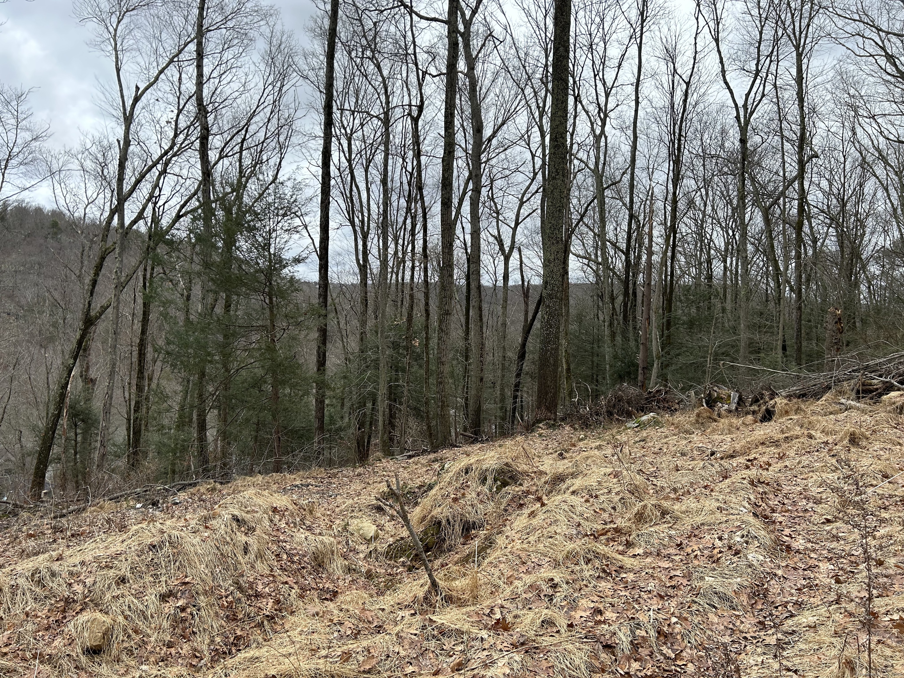 30 Cedarhurst Trail Newtown, CT 06482 - Photo 4 of 13 a view of a yard with trees