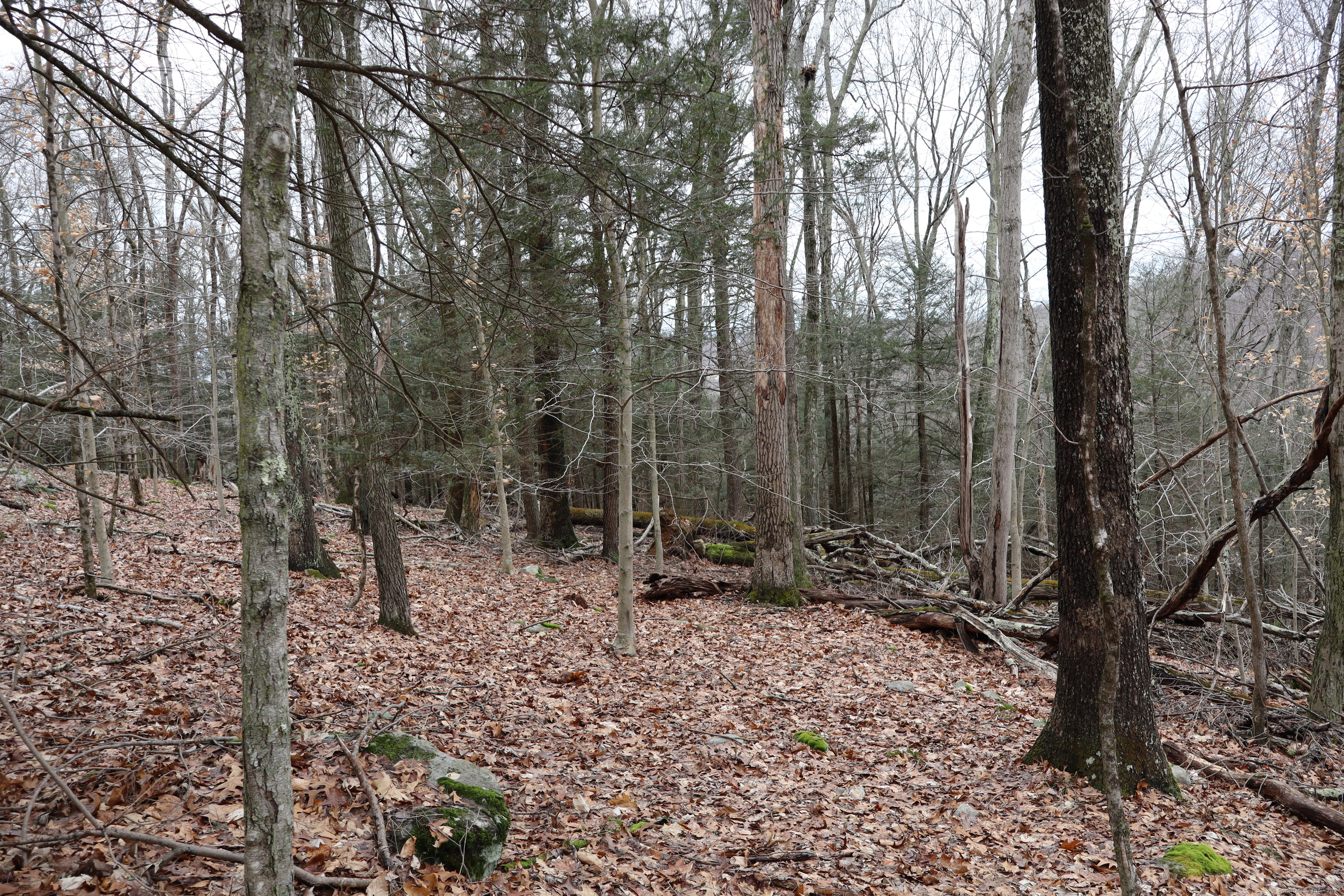 30 Cedarhurst Trail Newtown, CT 06482 - Photo 10 of 13 a backyard of a house with lots of green space