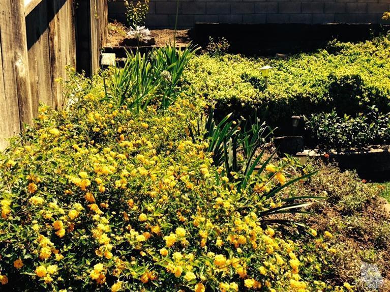 4368 Laurelhurst Road Moorpark, CA 93021 - Photo 20 of 28 a view of a bunch of flowers