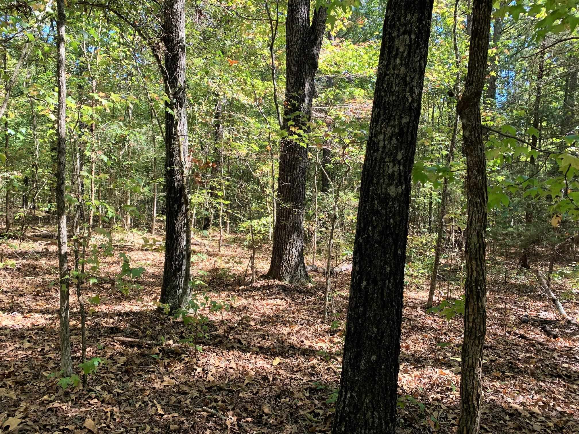 New Hope / Hubert Manul Road Guys, TN 38339 - Photo 1 of 8 a view of a forest view with a tree