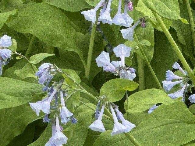 1804 Northern Viola Lane Northeast Rochester, MN 55906 - Photo 67 of 74