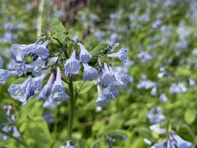 $599,900 | 1804 Northern Viola Lane Northeast, Rochester, MN 55906