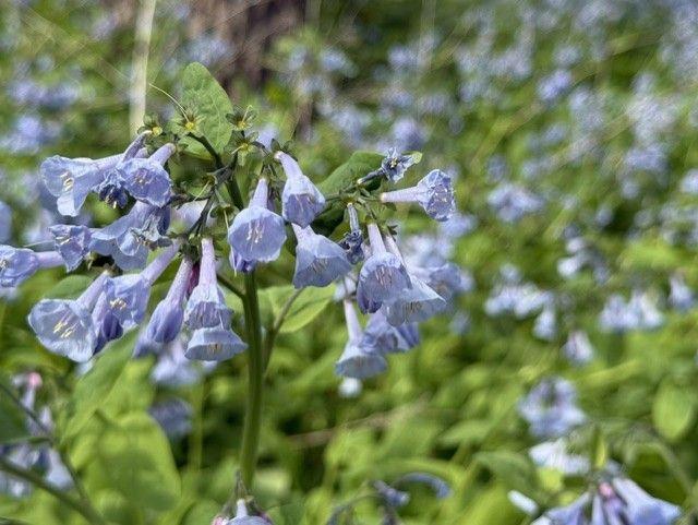1804 Northern Viola Lane Northeast Rochester, MN 55906 - Photo 68 of 74