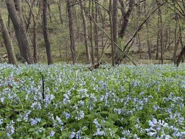 $599,900 | 1804 Northern Viola Lane Northeast, Rochester, MN 55906