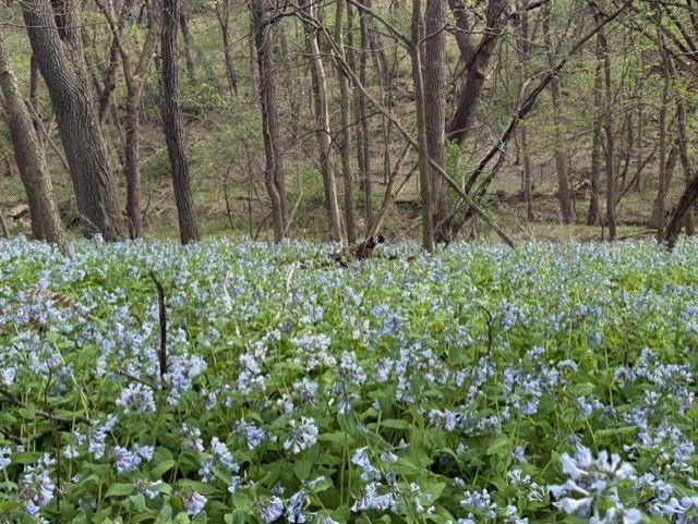 1804 Northern Viola Lane Northeast Rochester, MN 55906 - Photo 69 of 74