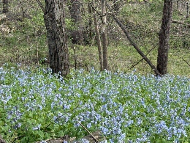 1804 Northern Viola Lane Northeast Rochester, MN 55906 - Photo 71 of 74