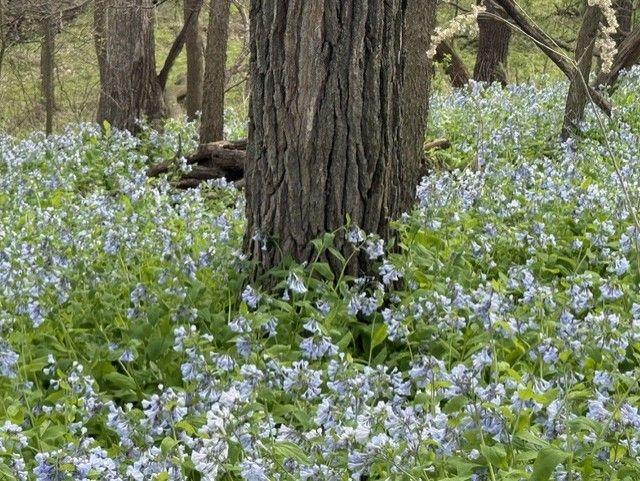 1804 Northern Viola Lane Northeast Rochester, MN 55906 - Photo 72 of 74