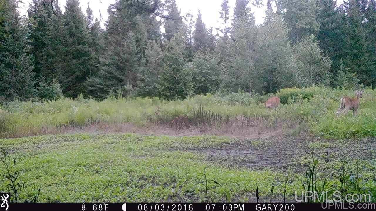 Co Road Daggett, MI 49887 - Photo 7 of 12
