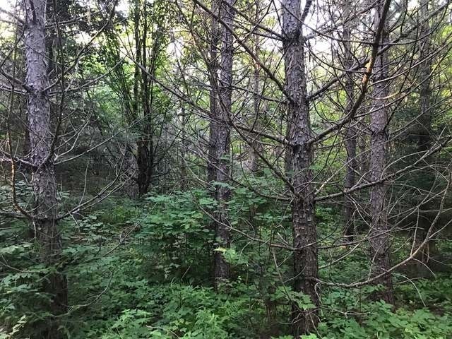 105-ac Pine Lake Road Minocqua, WI 54548 - Photo 19 of 25 Gallery Image 19