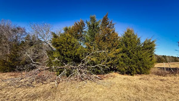 a view of a yard with a tree