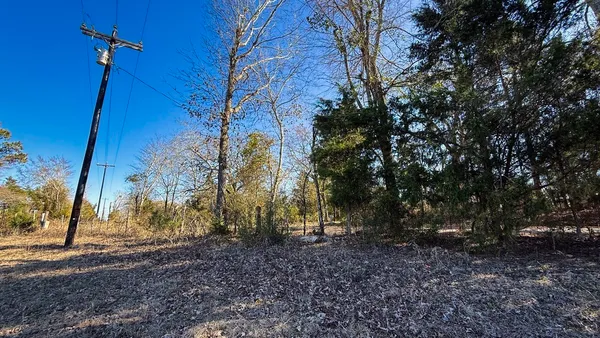 a view of a backyard with large trees