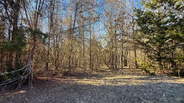 a view of backyard with trees