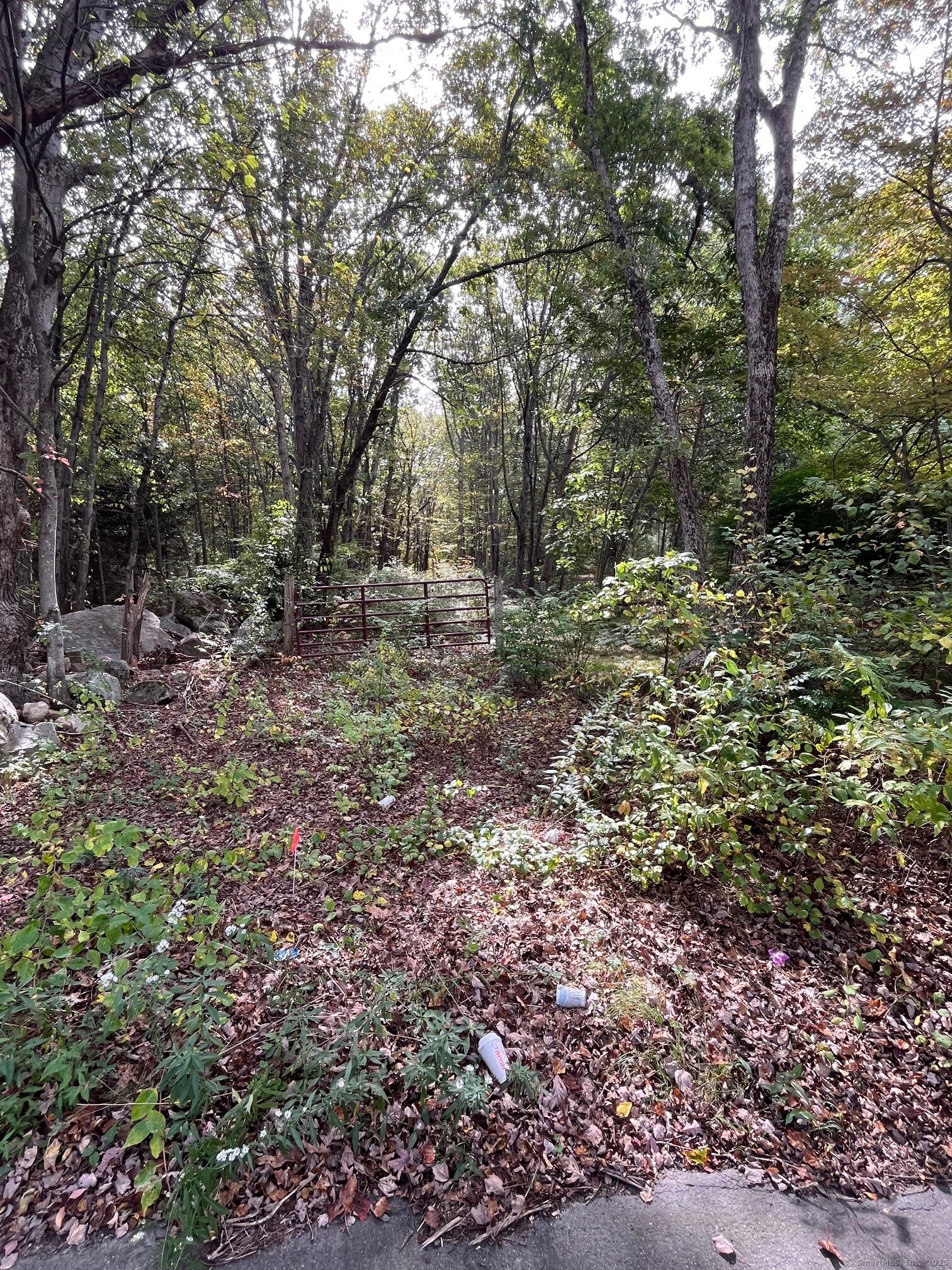 Coe Road Wolcott, CT 06716 - Photo 22 of 24 a view of a forest filled with trees