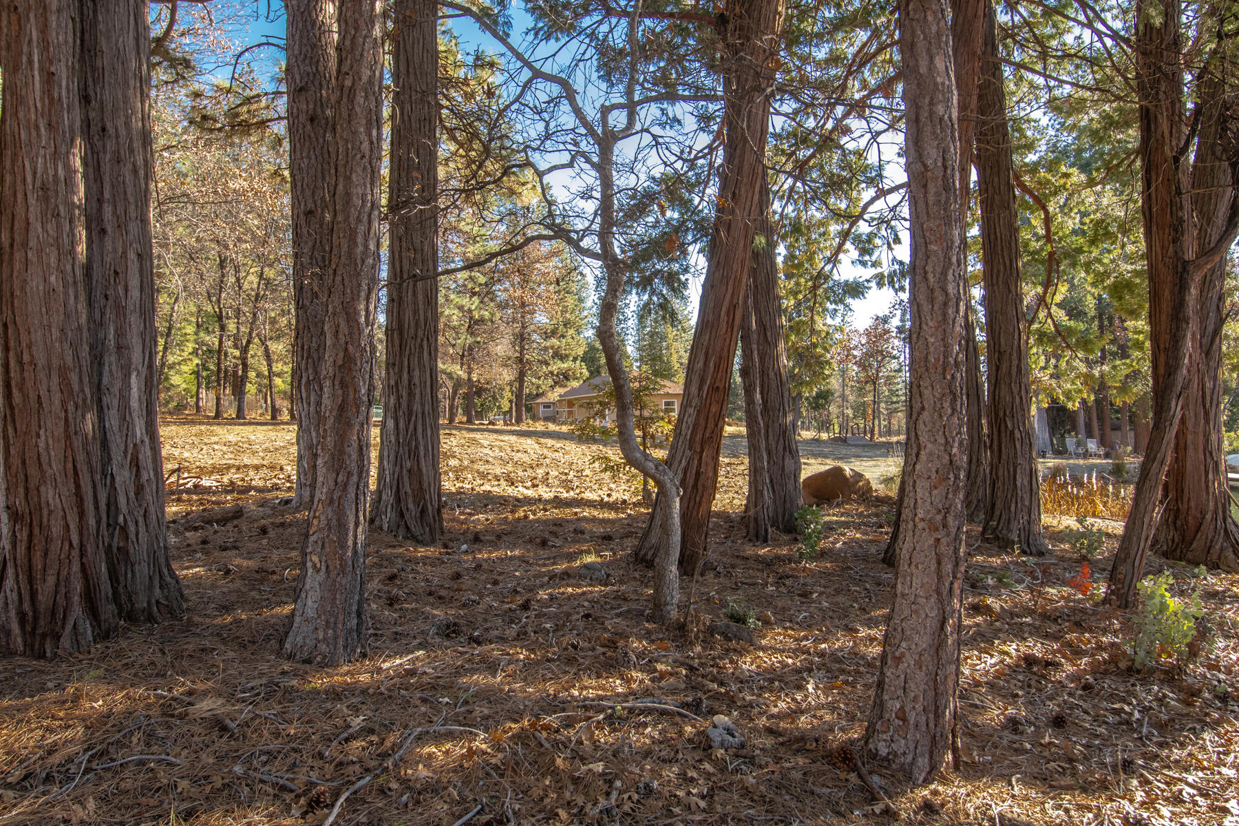 32505 Forwards Ml Road Manton, CA 96059 - Photo 16 of 70 forward-112