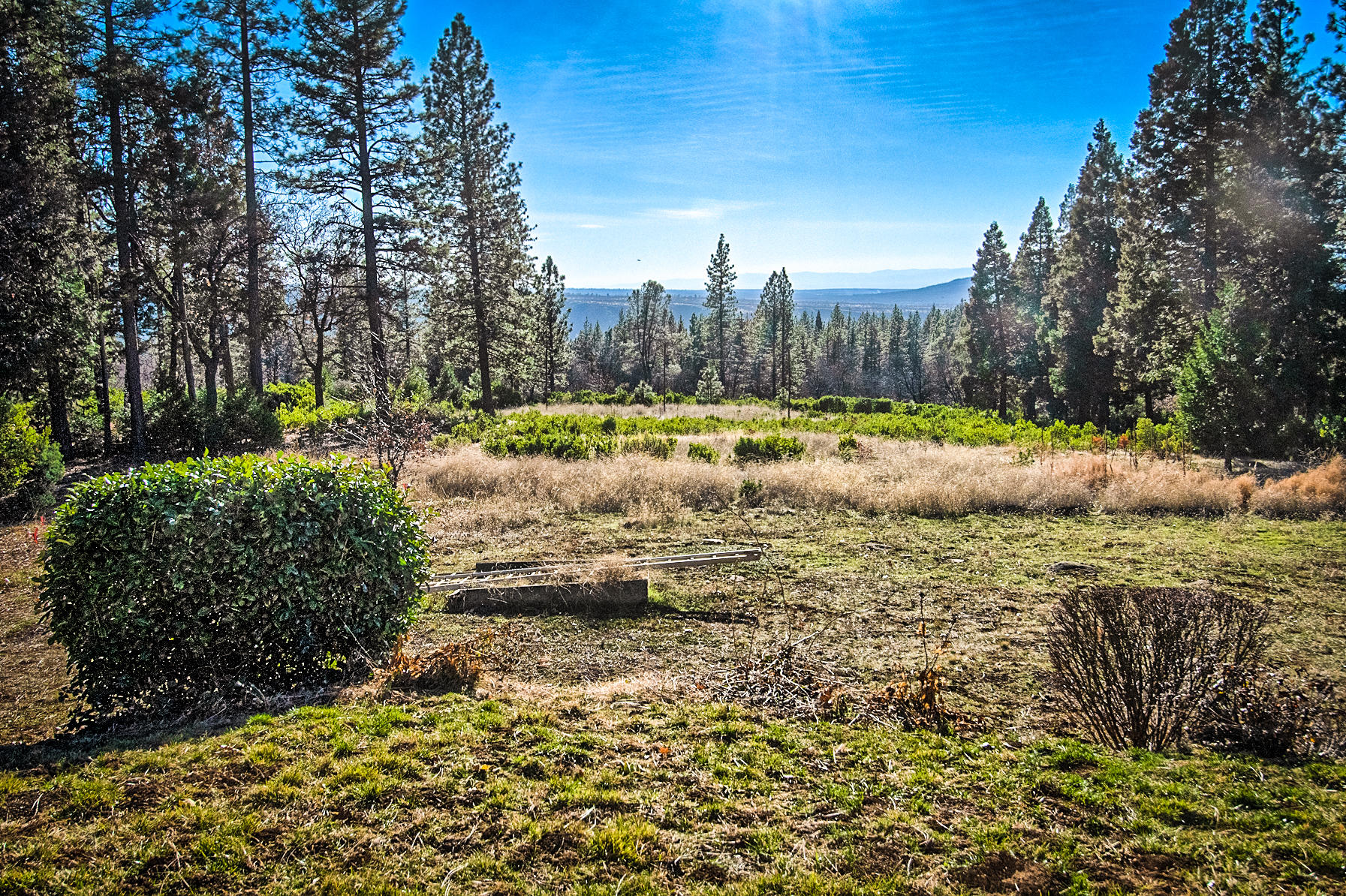 32505 Forwards Ml Road Manton, CA 96059 - Photo 20 of 70 a view of a yard with large trees