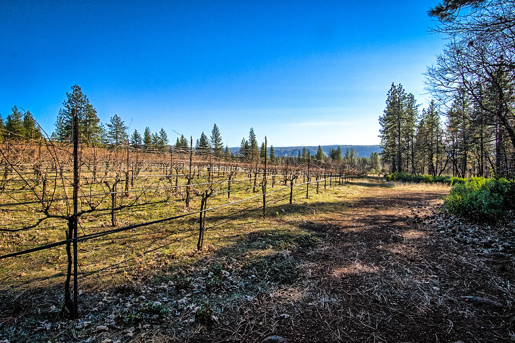 32505 Forwards Ml Road Manton, CA 96059 - Photo 32 of 70 a view of an outdoor space with yard