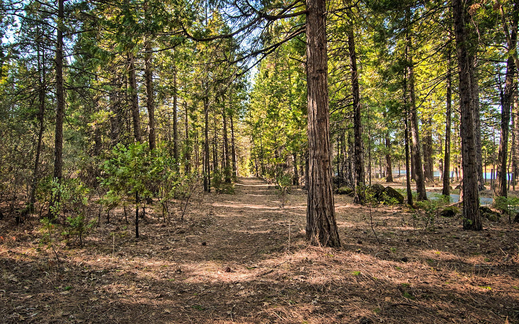 32505 Forwards Ml Road Manton, CA 96059 - Photo 68 of 70 a view of outdoor space with trees