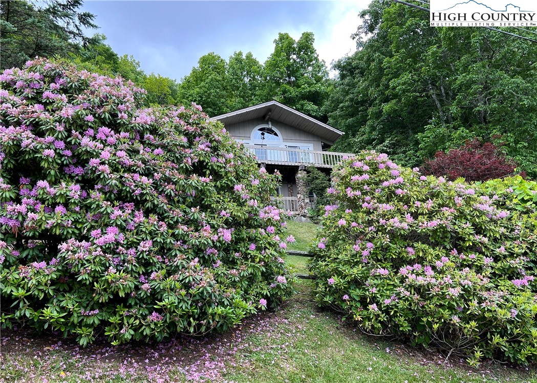 281 Cliffside Lane Seven Devils, NC 28604 - Photo 29 of 29 a picture of flowers