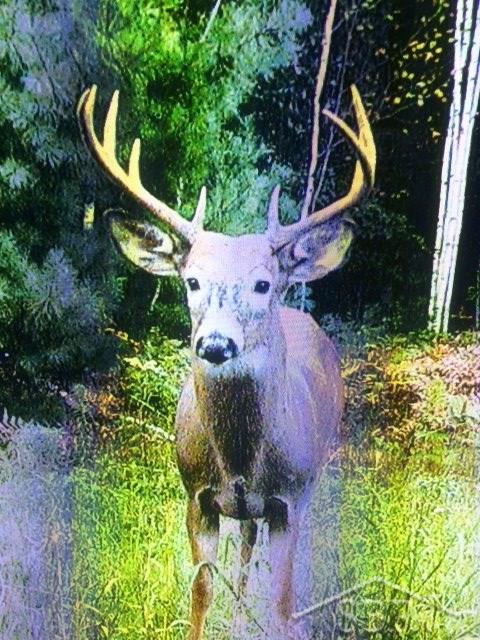 3820 Waltan Road Vassar, MI 48768 - Photo 27 of 29 TRAIL CAM