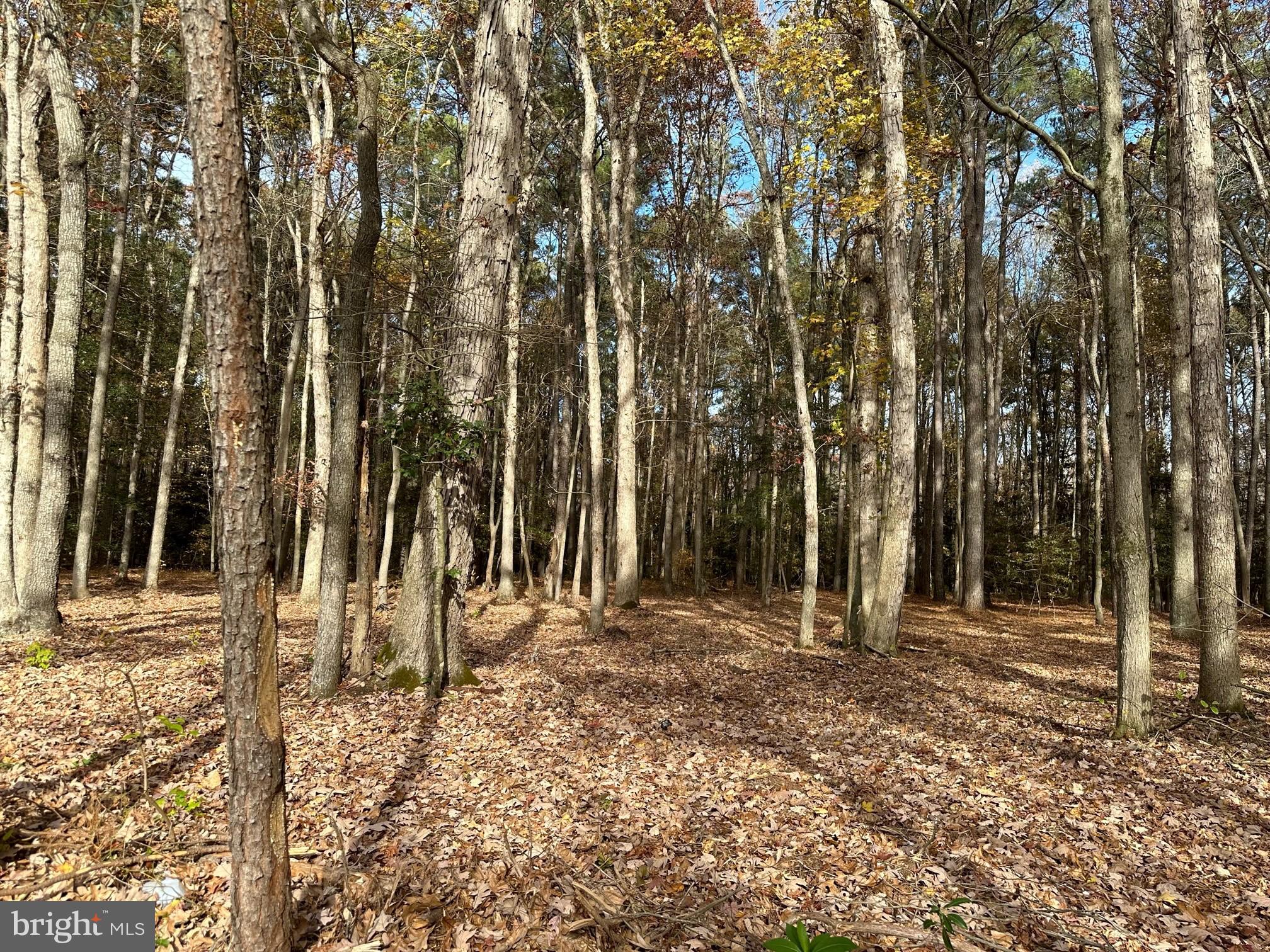 16345 Sam Lucas Road Milton, DE 19968 - Photo 1 of 7 Wooded Lot