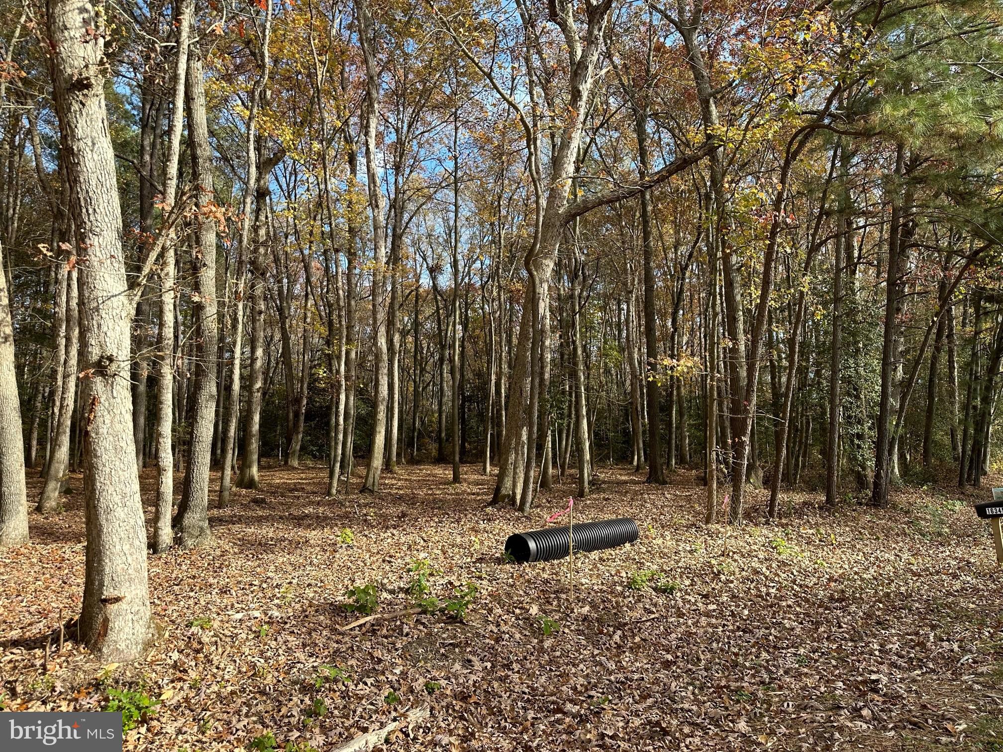 16345 Sam Lucas Road Milton, DE 19968 - Photo 5 of 7 Gallery Image 5