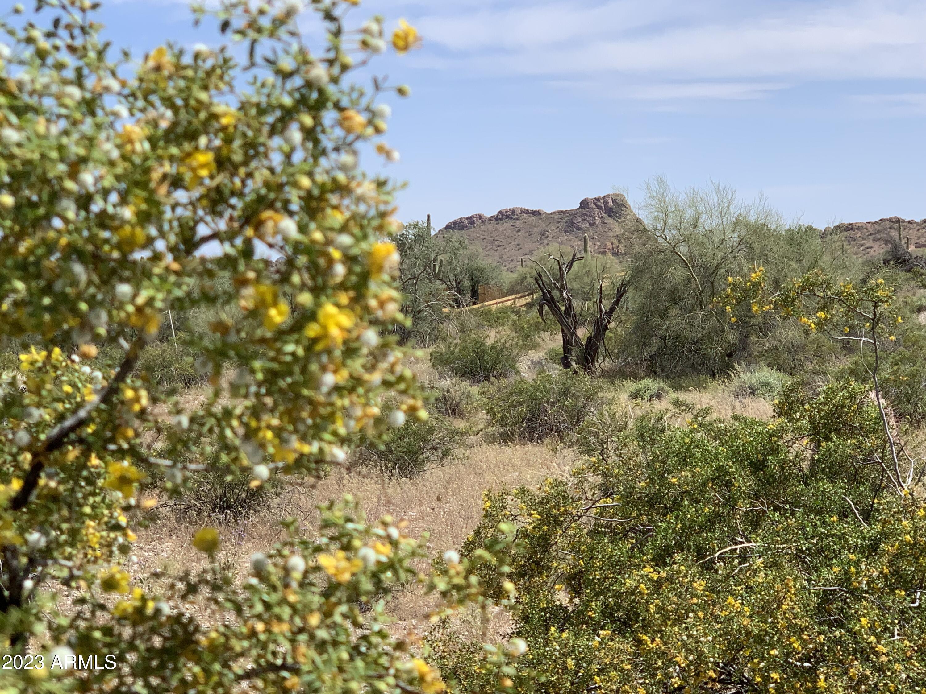 0 West Magma Road Queen Creek, AZ 85144 - Photo 7 of 14 Pristine Desert Vegetation!