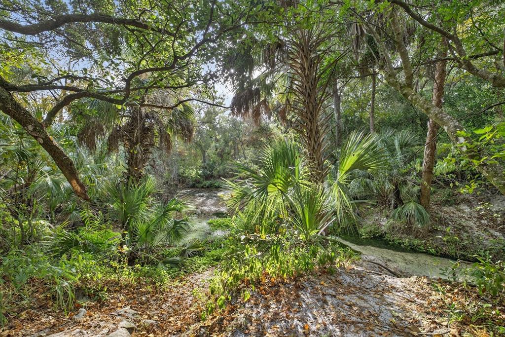 6115 Apple Snail Avenue New Port Richey, FL 34653 - Photo 59 of 59 a view of a yard