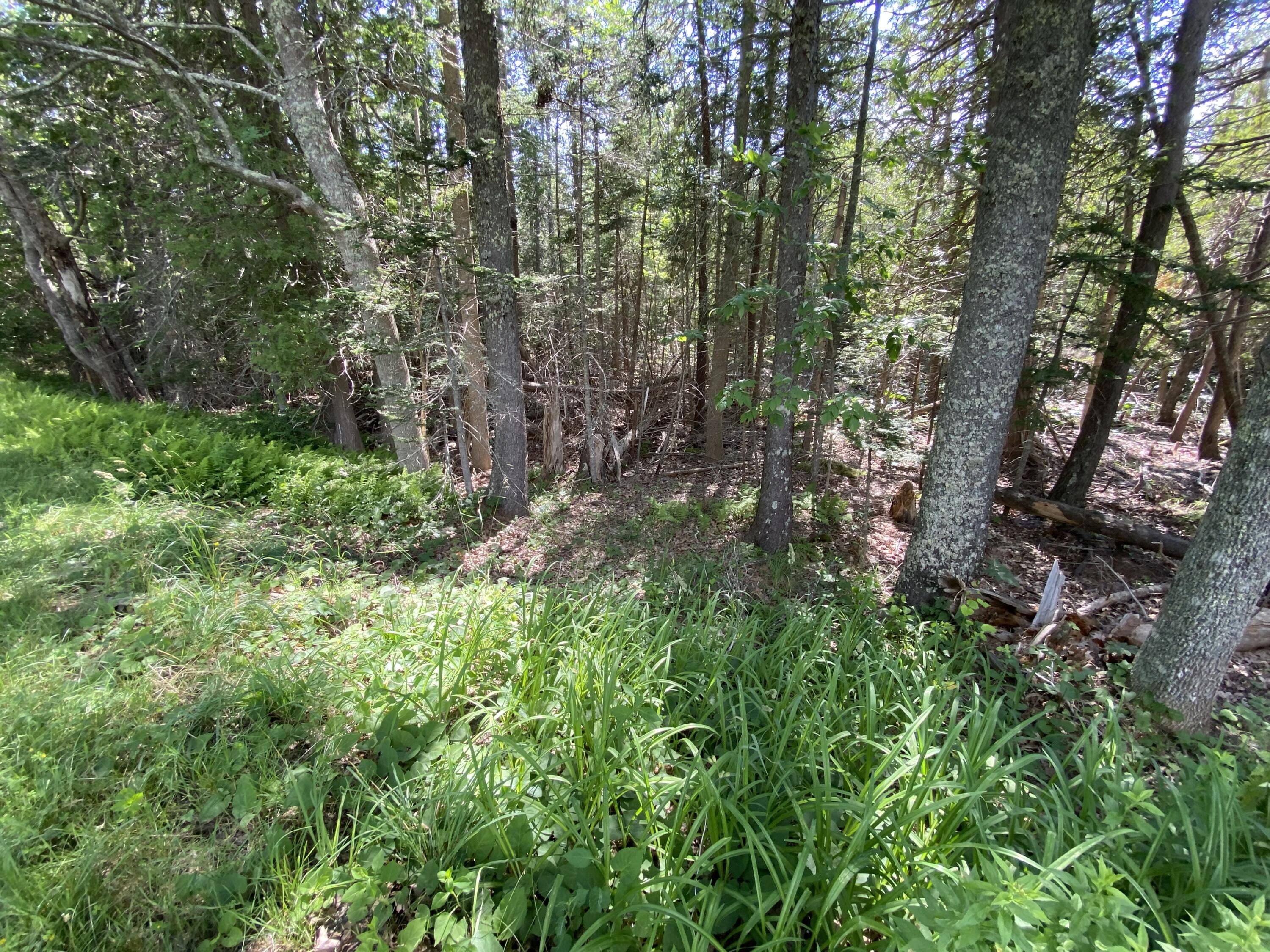 22-4f Main Road Islesboro, ME 04848 - Photo 8 of 10 Fern Glade
