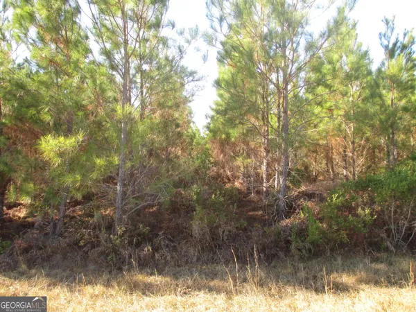 a view of forest