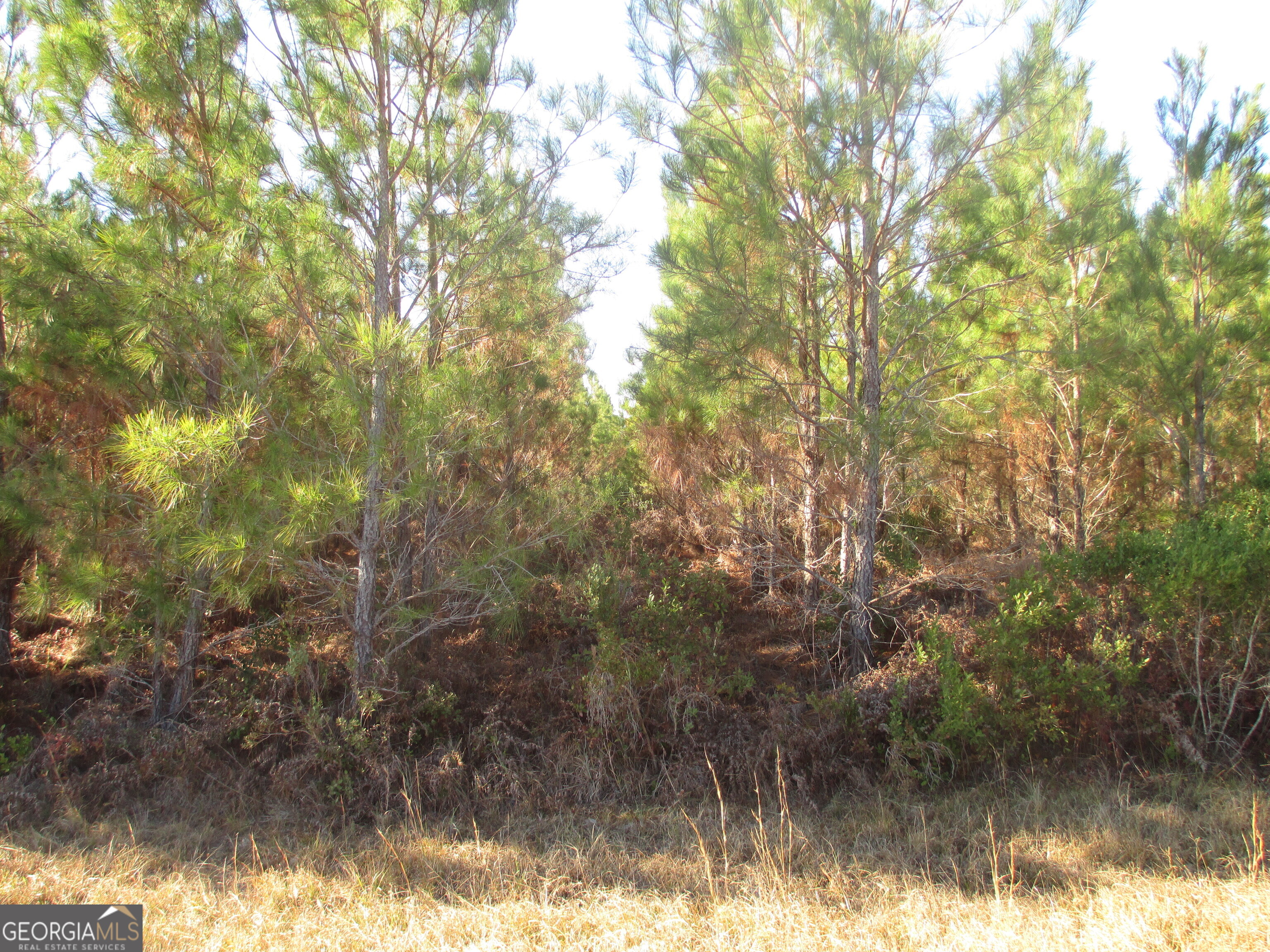 88-003a Pine Level Church Road Alma, GA 31539 - Photo 1 of 19 a view of forest
