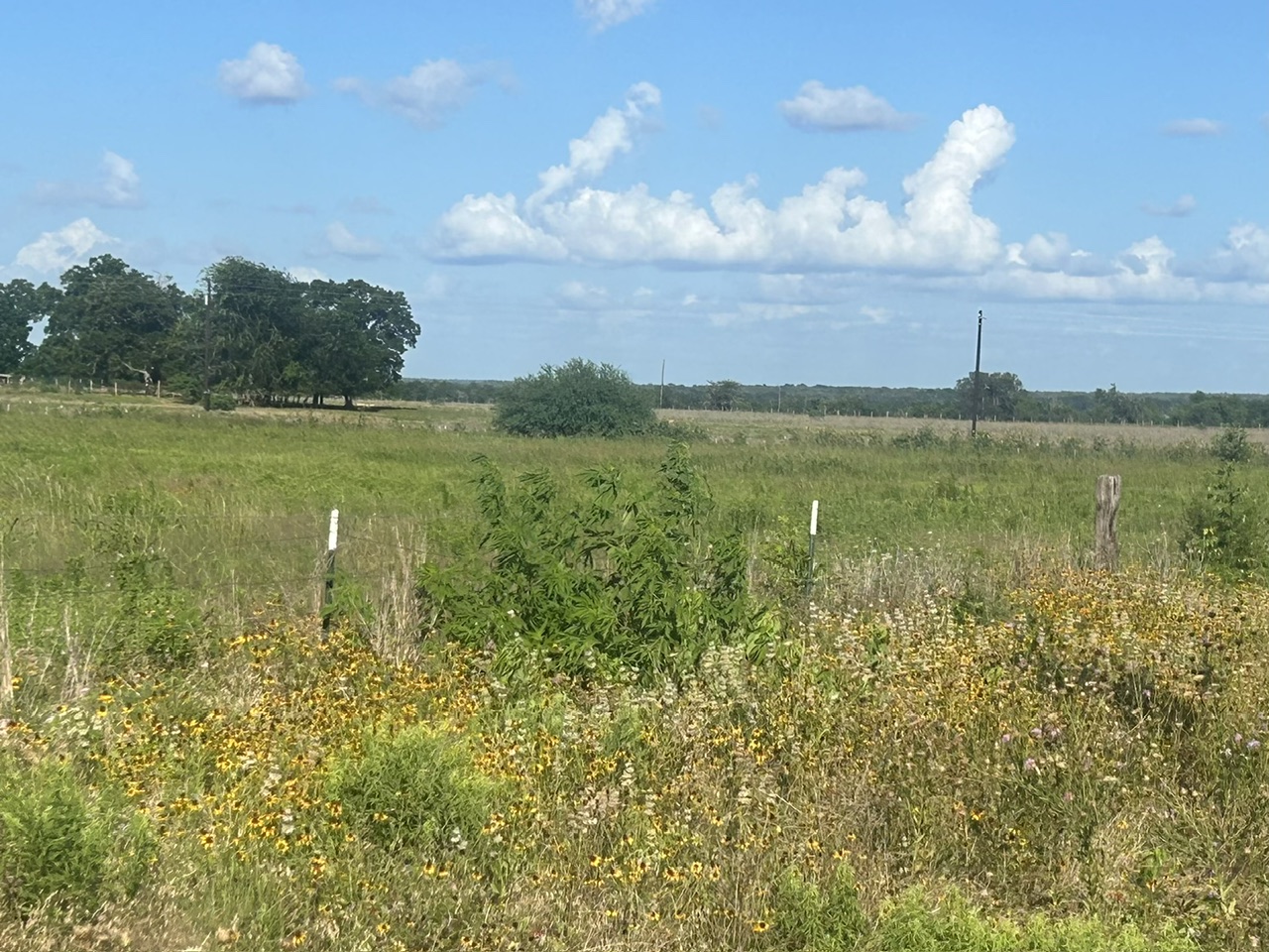 9012 Fm 141 Road Dime Box, TX 77853 - Photo 8 of 8 A tranquil, verdant landscape with native wildflowers awaits, offering natural beauty and serene privacy.