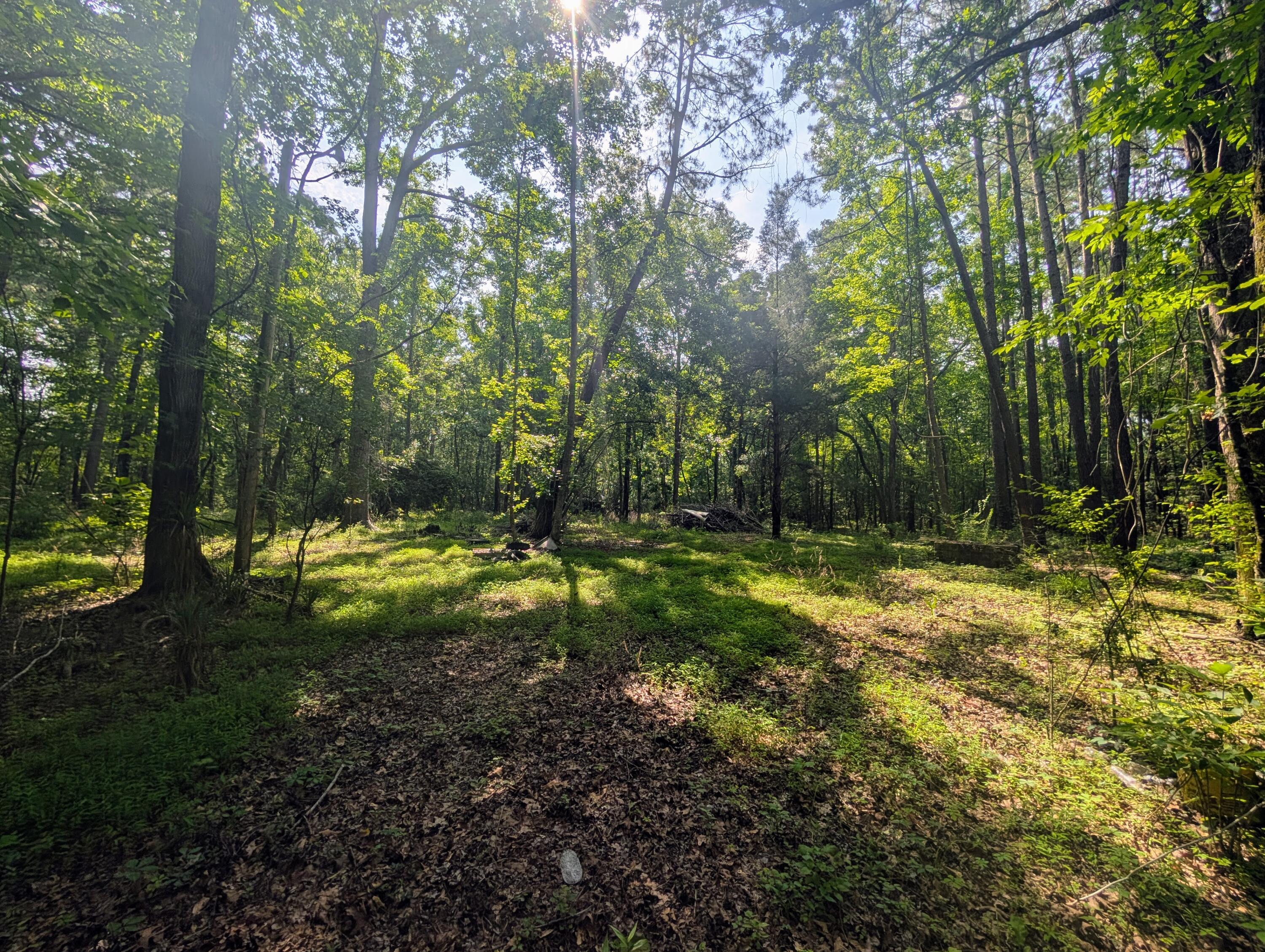 0 Thicket Lane St. Stephen, SC 29479 - Photo 6 of 14 PXL_20250529_141509061