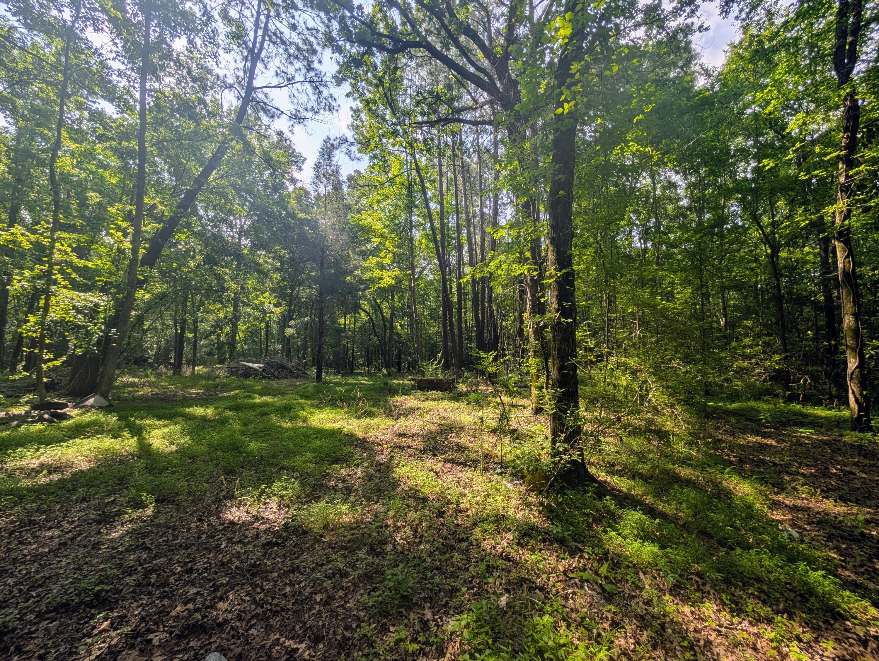 0 Thicket Lane St. Stephen, SC 29479 - Photo 7 of 14 PXL_20250529_141521758